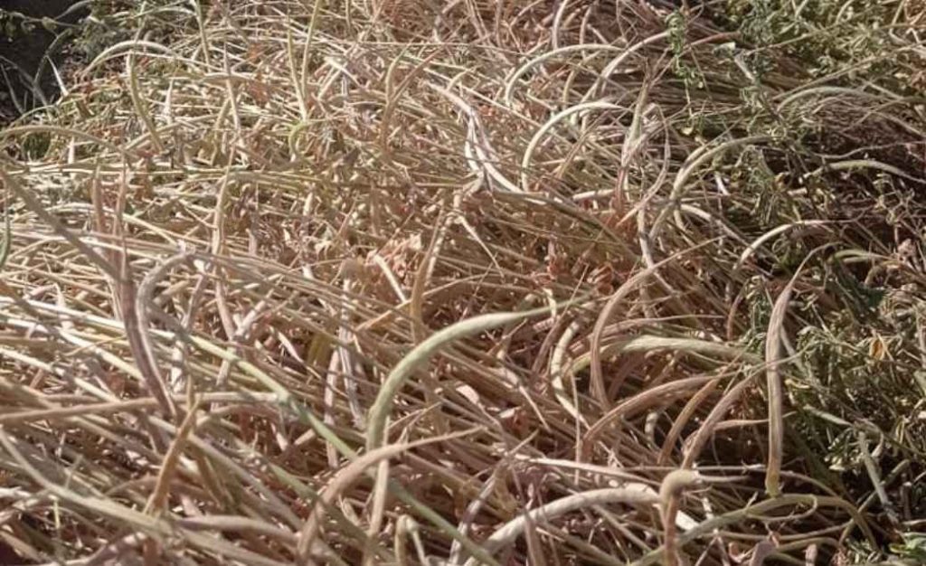 Cultivado por Agricultores Peruanos